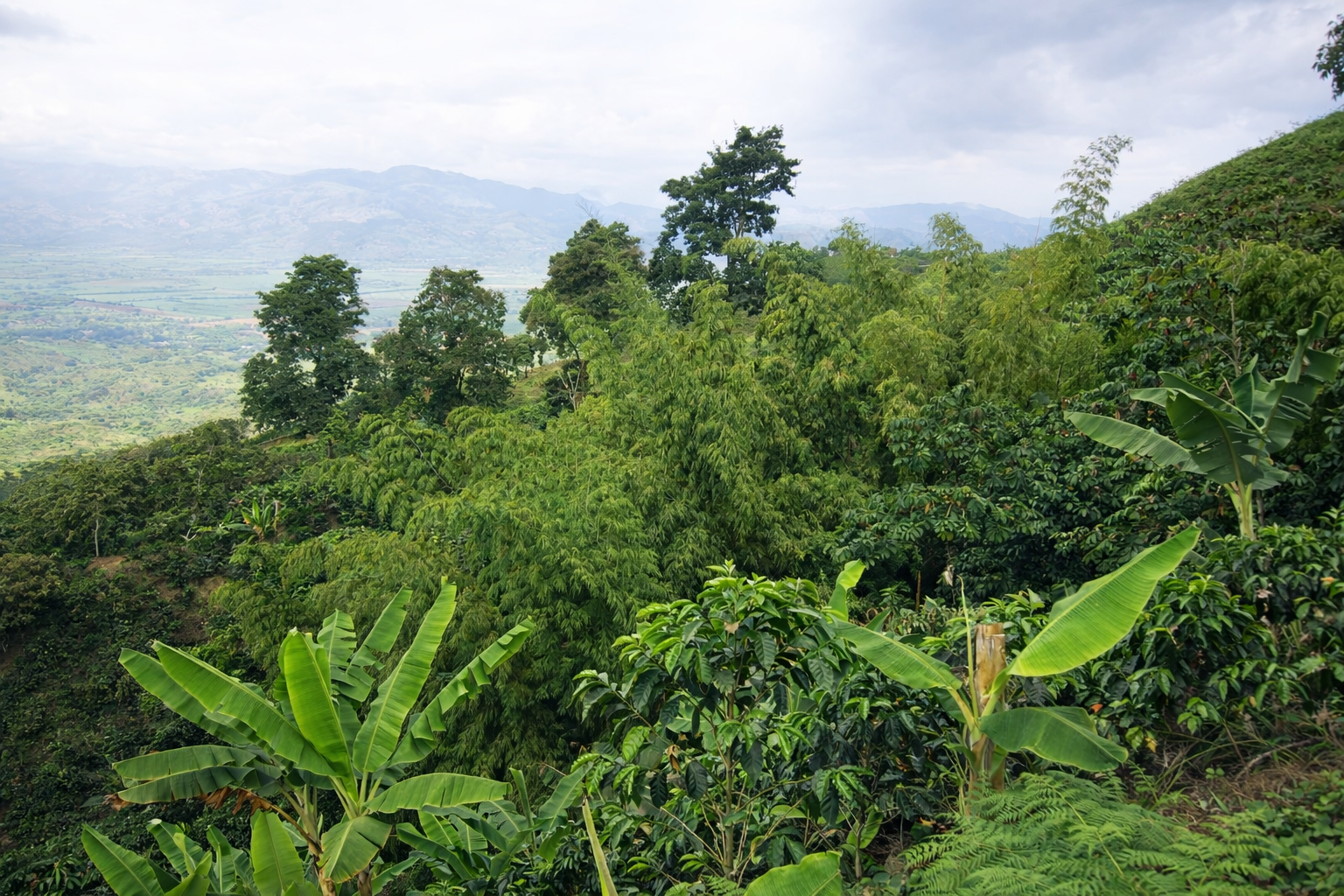 Mirador principal de la finca La Siria