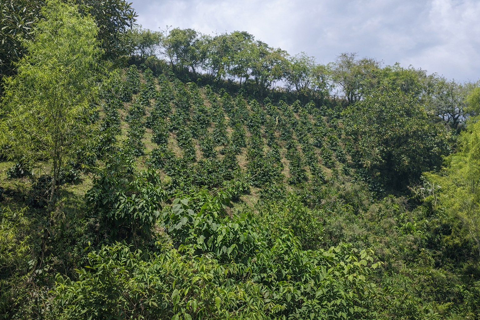 Vista del cultivo en la finca La Esperanza